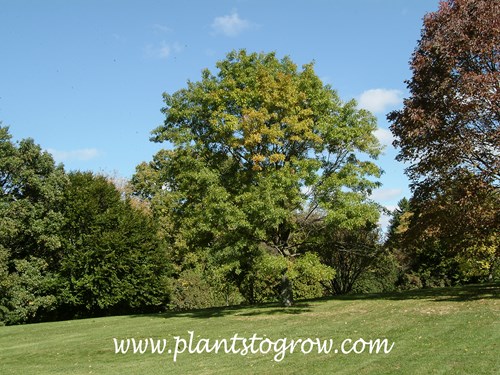 Pin Oak (Quercus palustris) 
An older Pin Oak tree which has lost the tight pyramidal shape.